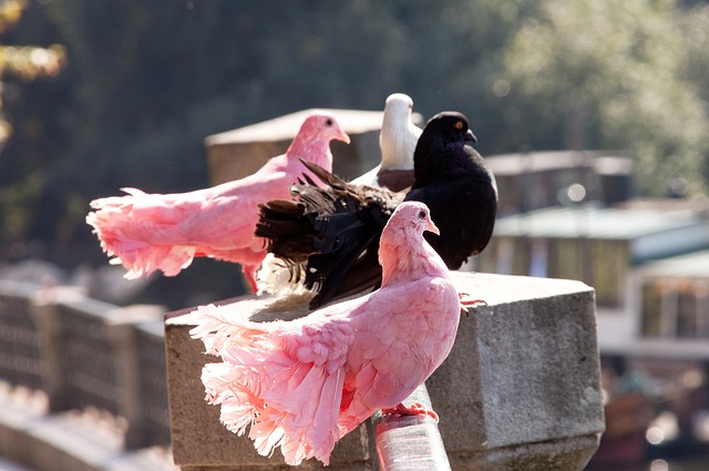 库里的战略 库里的战略