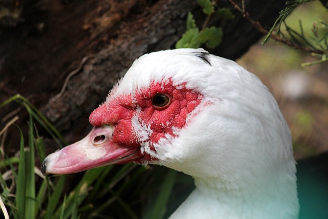 应对本次危 应对本次危